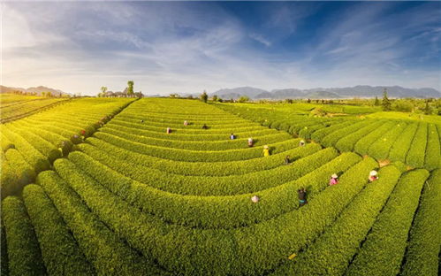 茶香滿松陽(yáng) 融合創(chuàng)新賦能農(nóng)副產(chǎn)品銷(xiāo)售新篇章