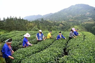 三江扶貧隊員 侗歌傳唱新生活，農副產品暢銷路