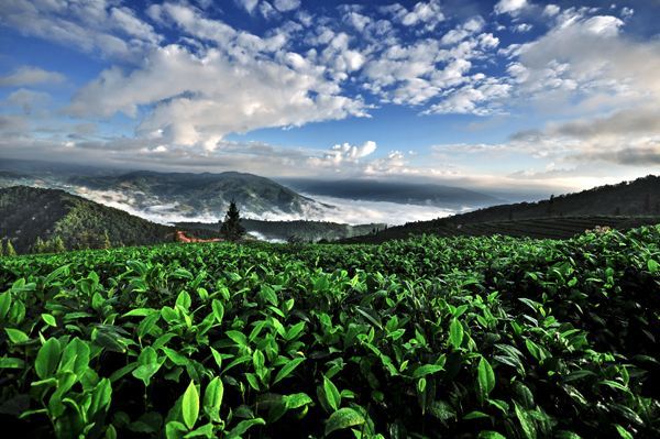 古樹茶 vs 臺地茶 一杯茶背后的生態(tài)、風味與市場選擇